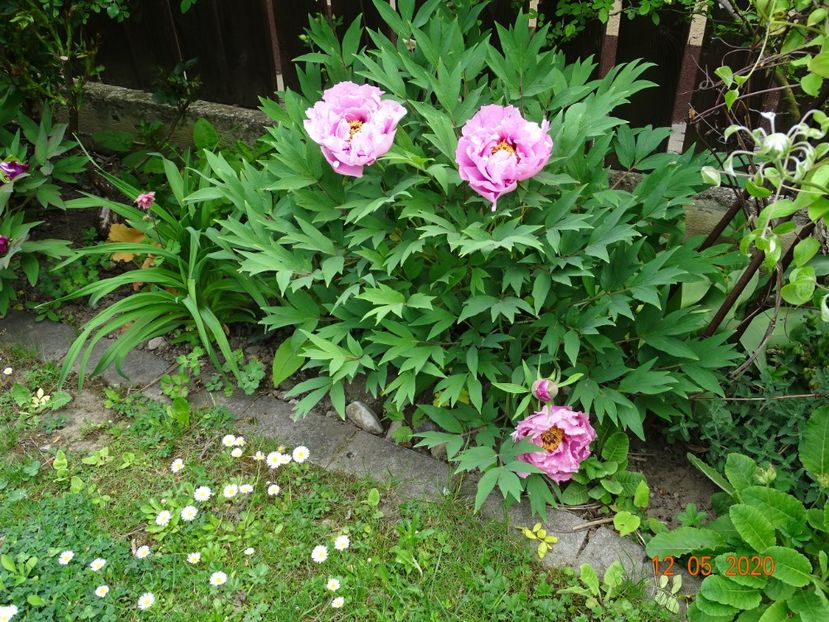  - Bujori arbustivi si itoh 2020