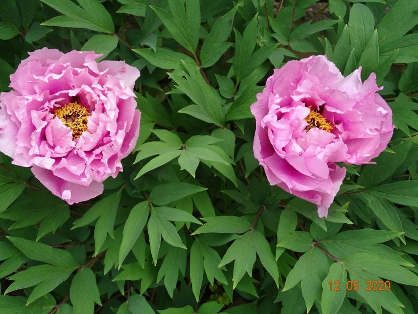  - Bujori arbustivi si itoh 2020