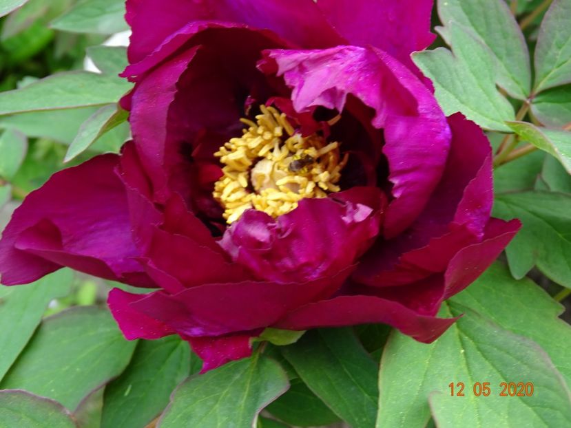  - Bujori arbustivi si itoh 2020