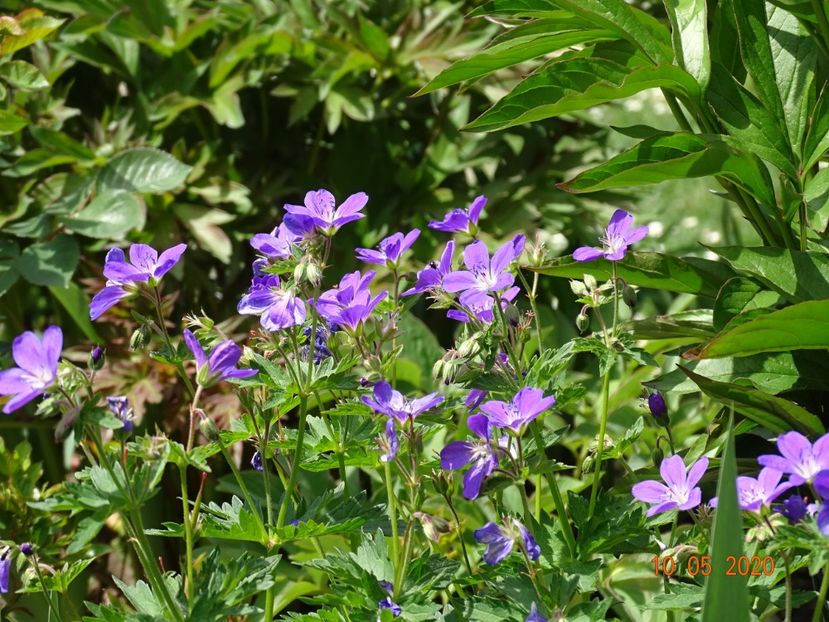  - Geranium 2020