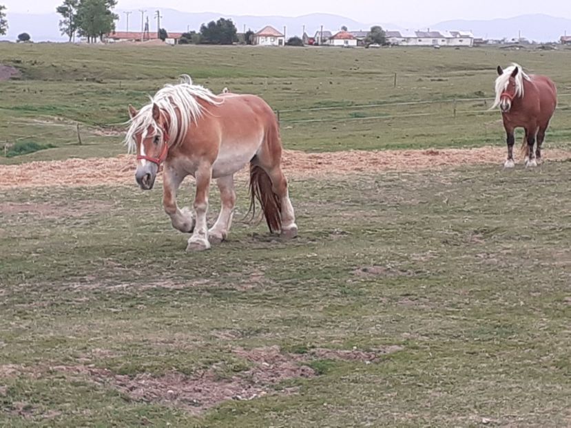  - De prin ferma adunate