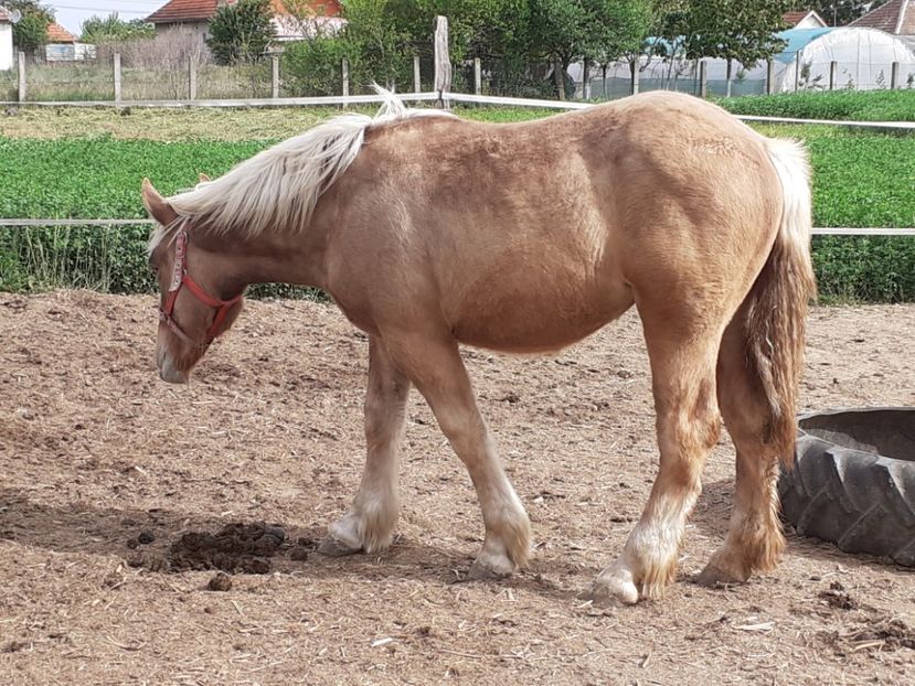  - De prin ferma adunate
