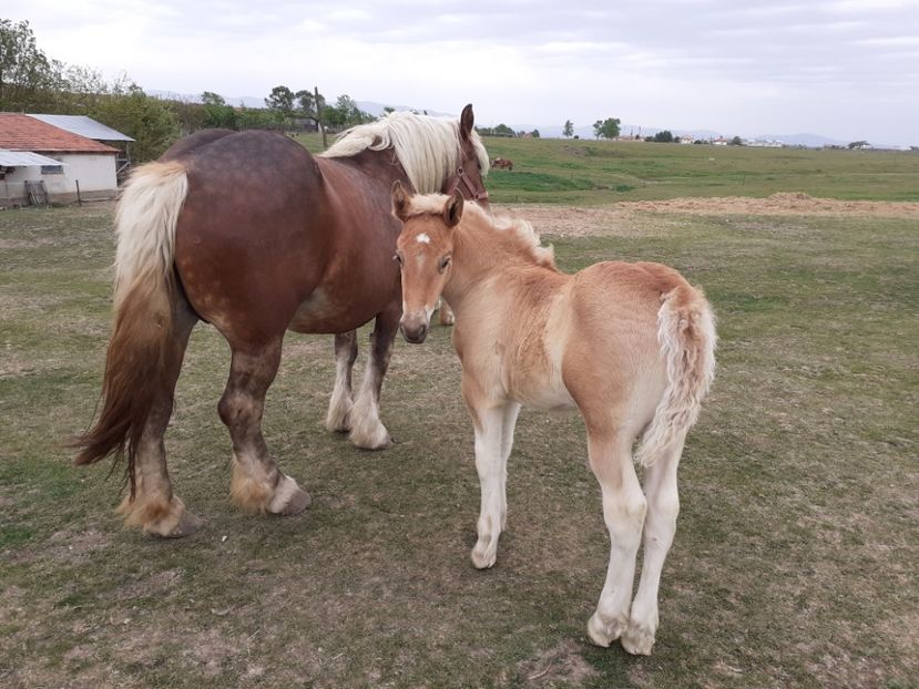  - De prin ferma adunate