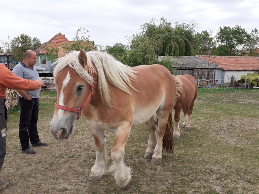  - De prin ferma adunate