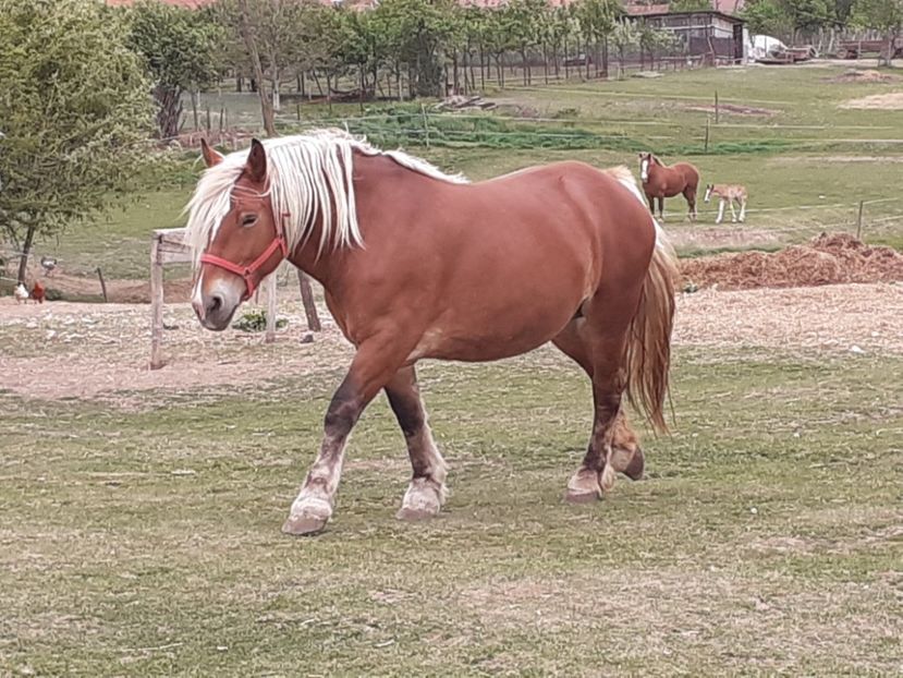  - De prin ferma adunate