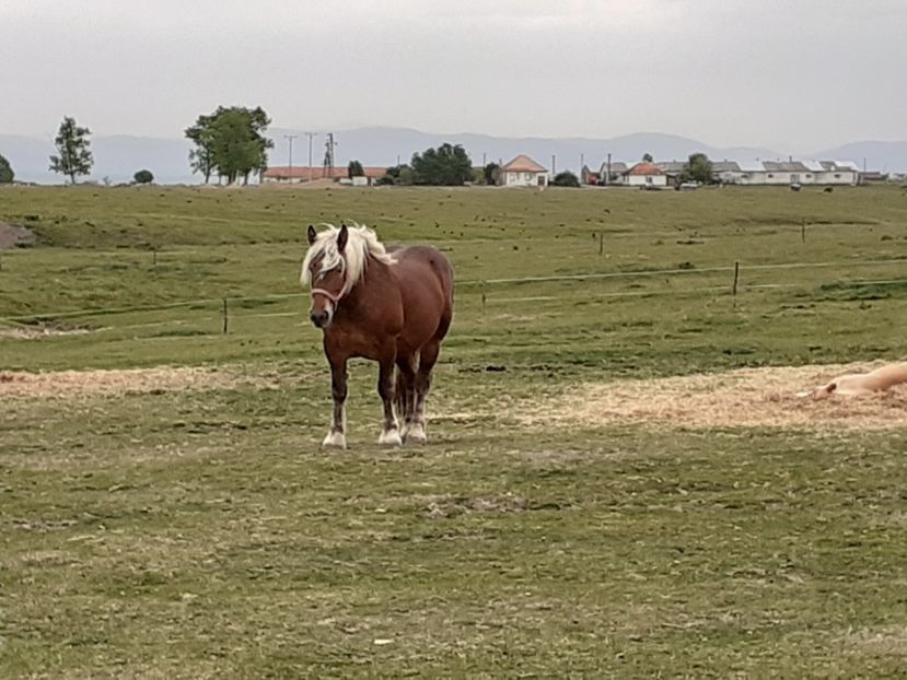  - De prin ferma adunate