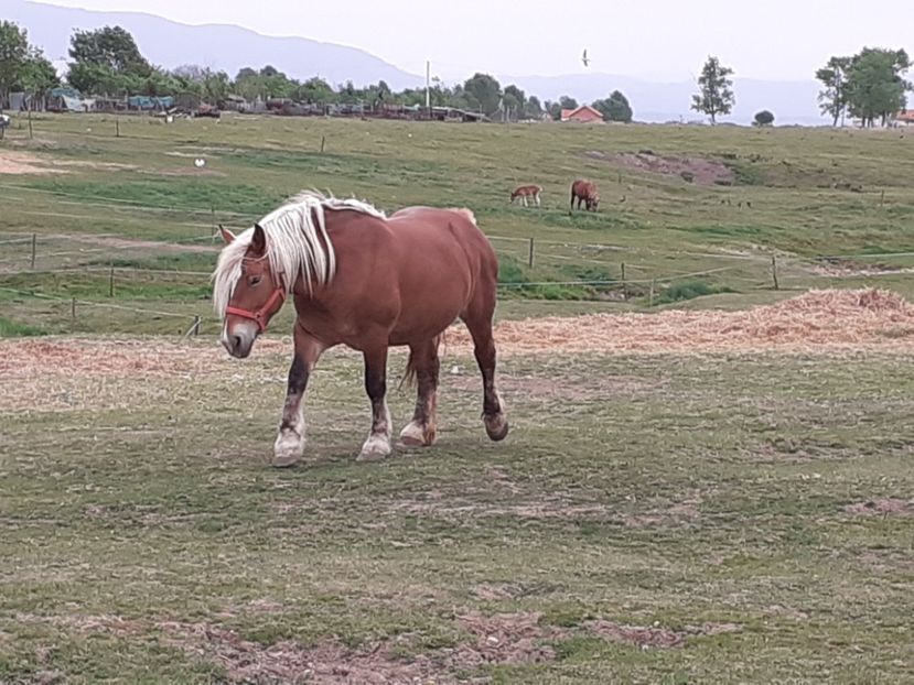  - De prin ferma adunate