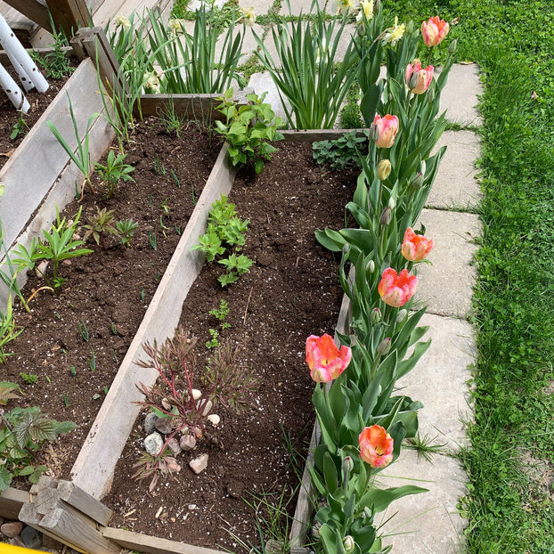  - Jurnalul gradinii 2020