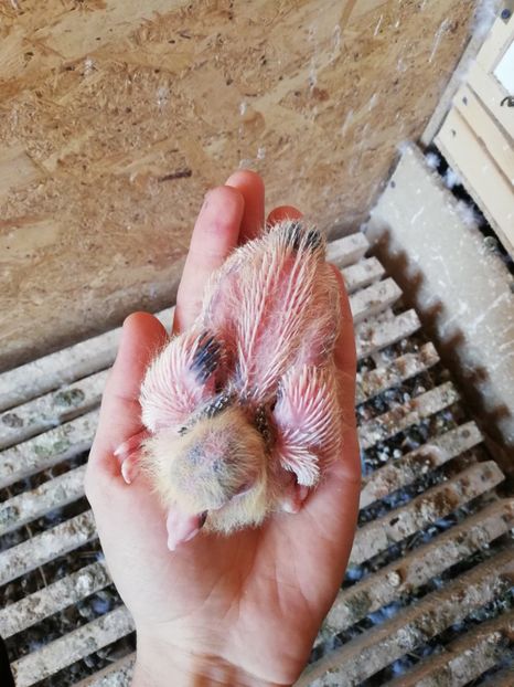  - 2020-Pui Seria a doua