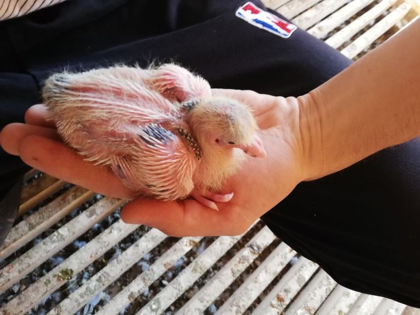  - 2020-Pui Seria a doua