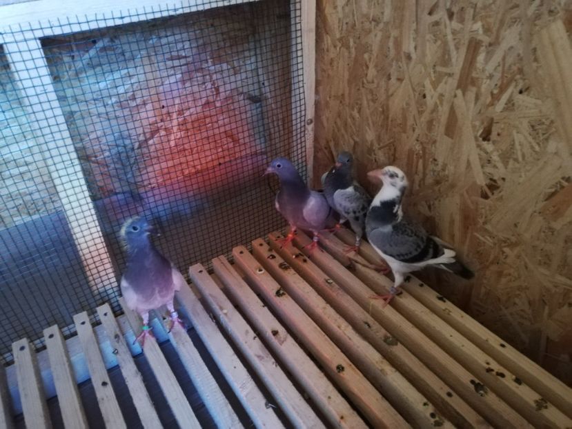  - 2020-Pui Seria a doua