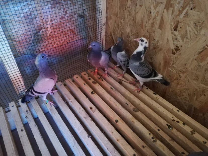  - 2020-Pui Seria a doua