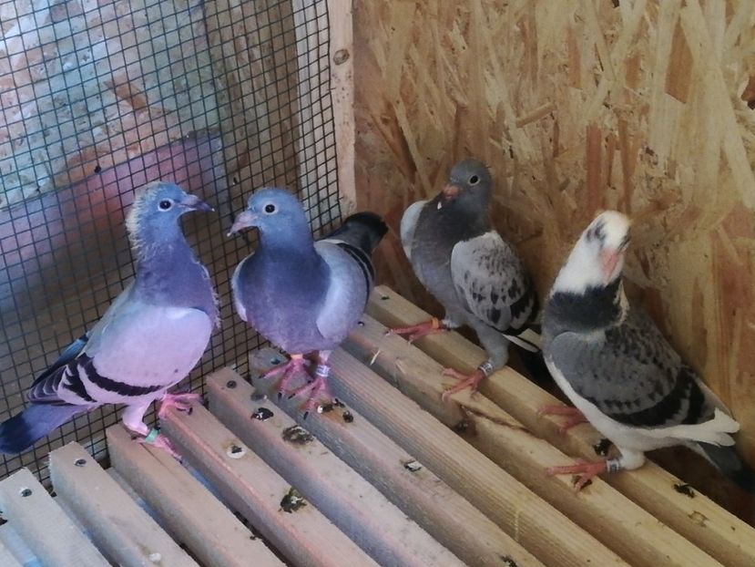  - 2020-Pui Seria a doua