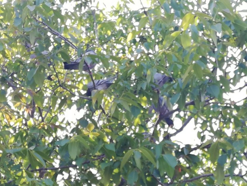  - 2020-Pui Seria a doua