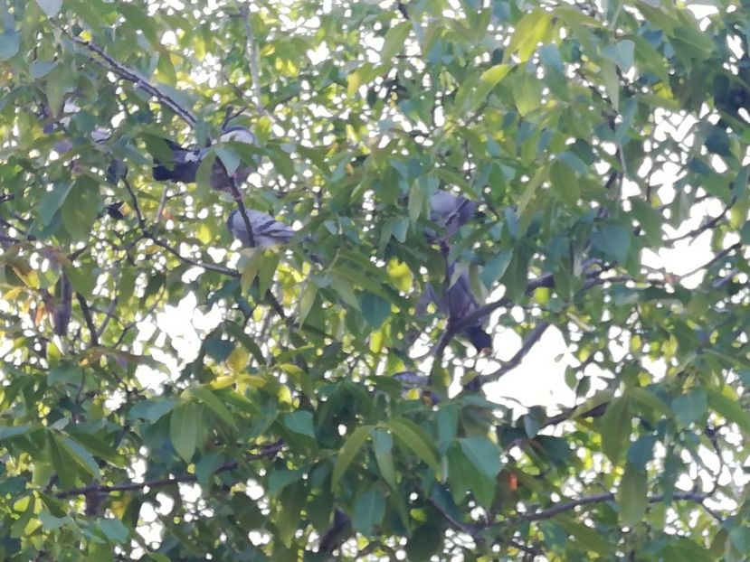  - 2020-Pui Seria a doua