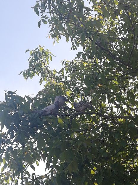  - 2020-Pui Seria a doua