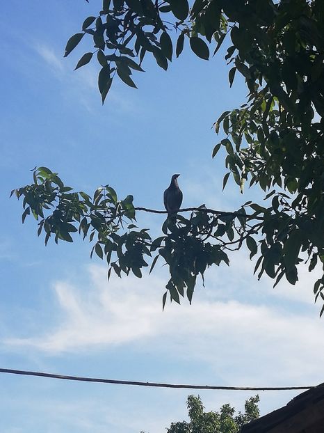  - 2020-Pui Seria a doua