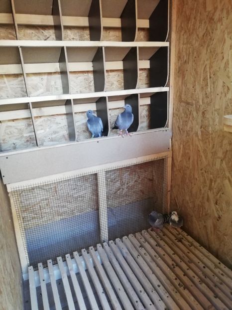  - 2020-Pui Seria a doua