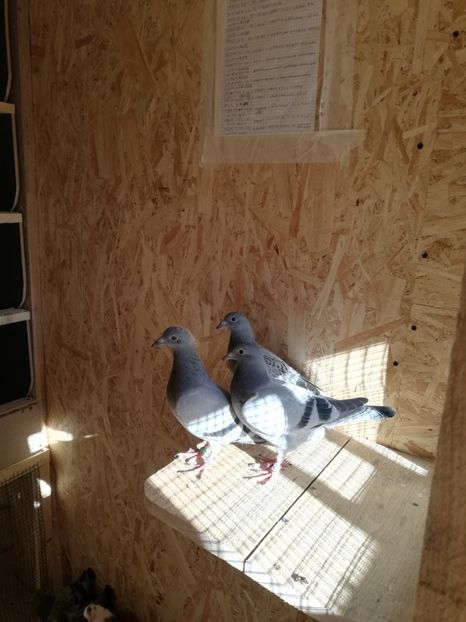  - 2020-Pui Seria a doua