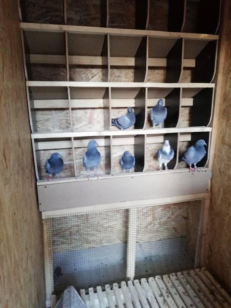  - 2020-Pui Seria a doua