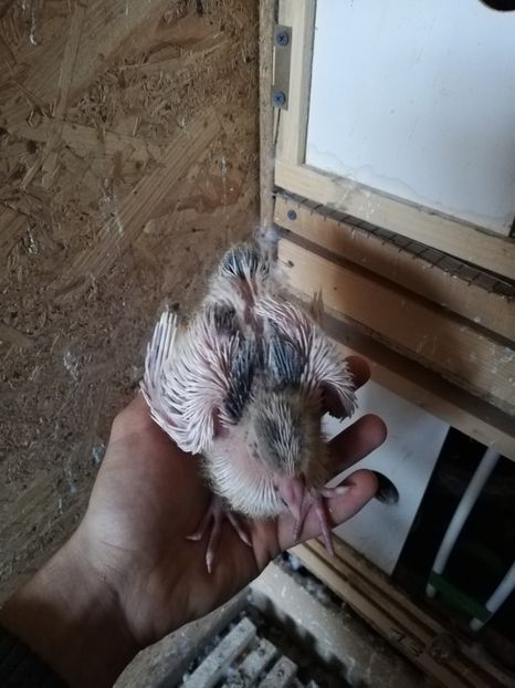  - 2020-Pui Seria a doua