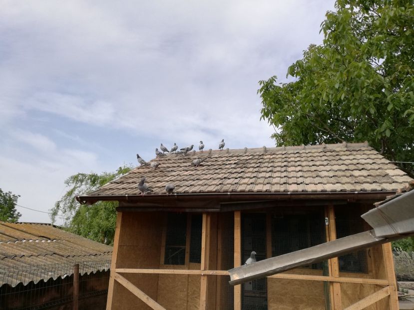  - 2020-Pui Seria a doua