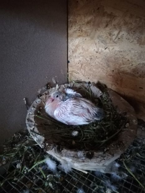  - 2020-Pui Seria a doua