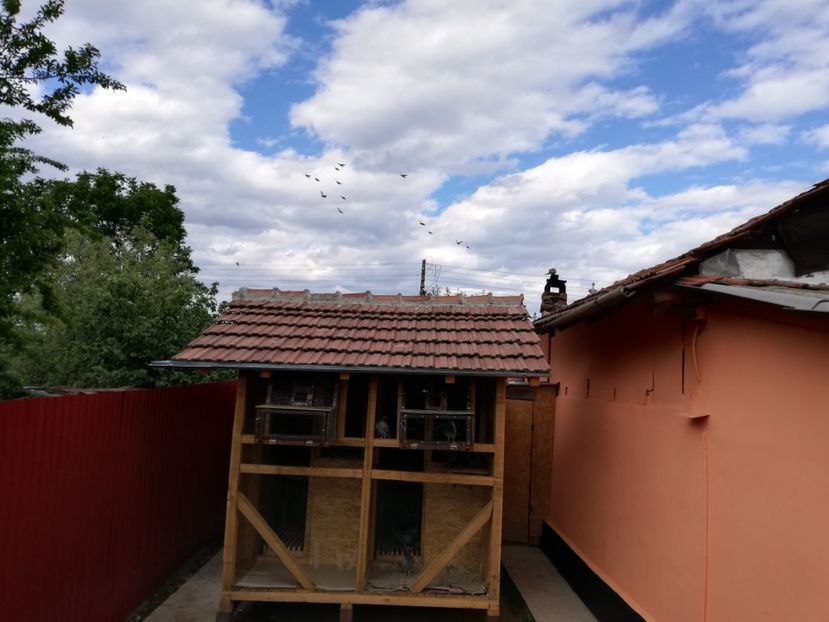  - 2020-Crescatorie Pui