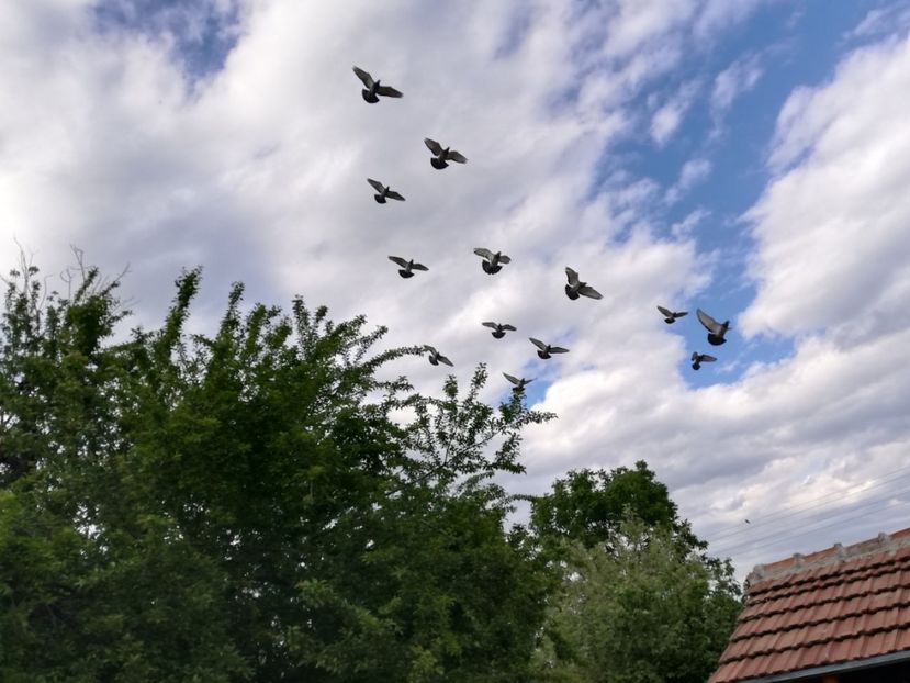  - 2020-Crescatorie Pui