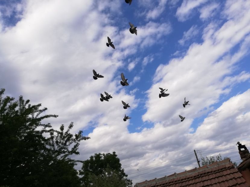  - 2020-Crescatorie Pui