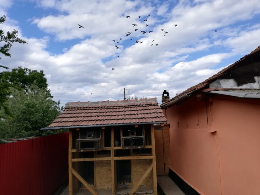  - 2020-Crescatorie Pui