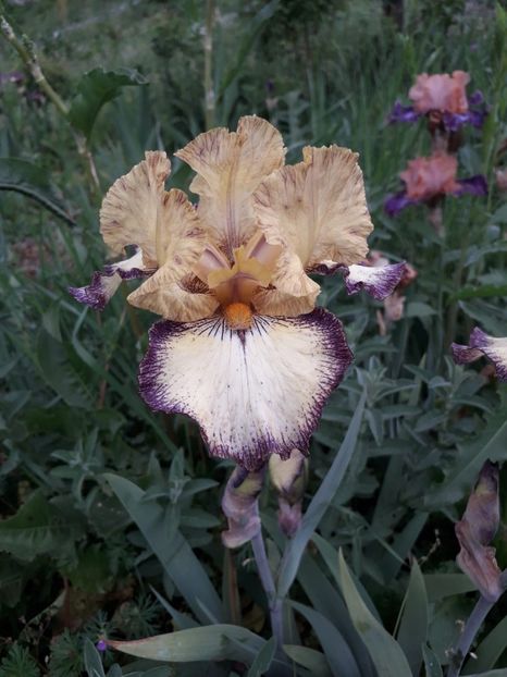 IMG-20200514-WA0023 - Iriși 2020