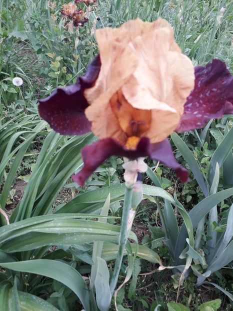 IMG-20200514-WA0016 - Iriși 2020