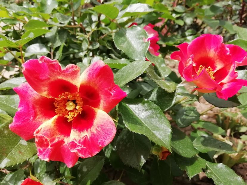 2020.14.05 - Sunshine Babylon Eyes