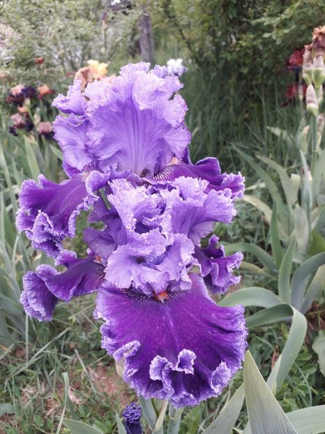 IMG-20200514-WA0011 - Iriși 2020