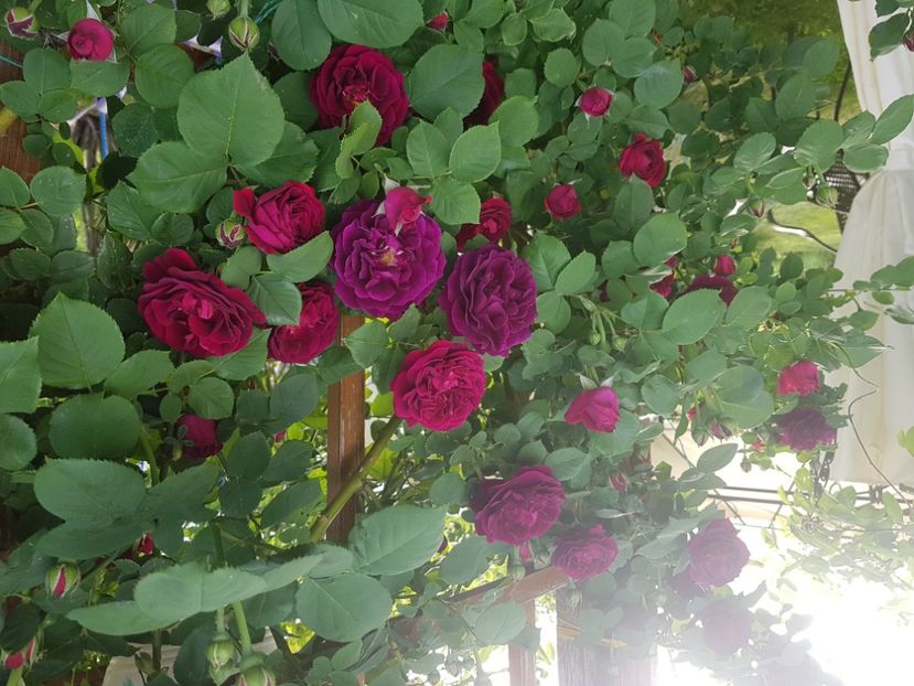  - Souvenir du Dr Jamain