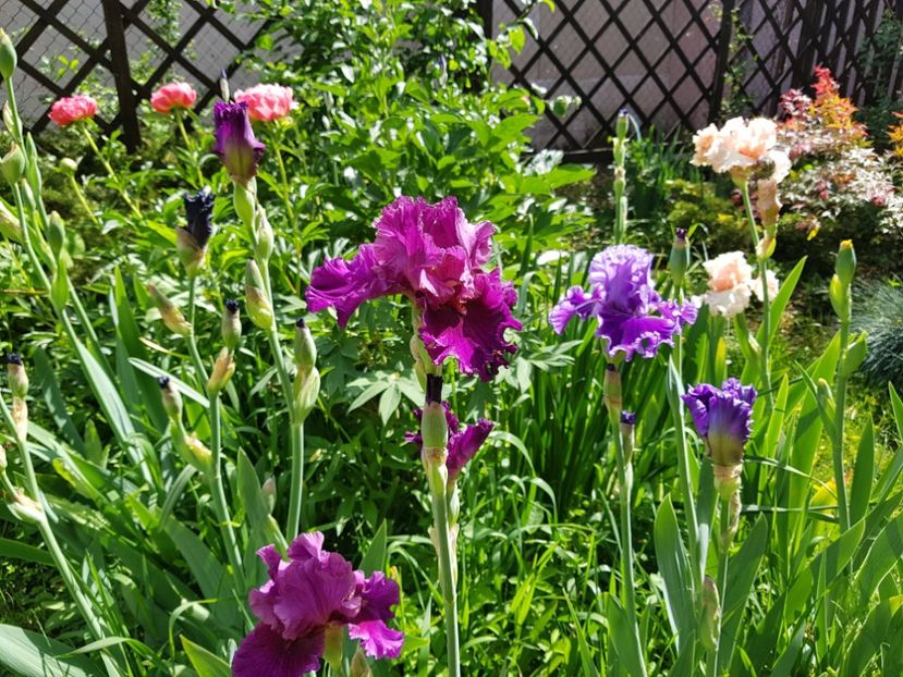  - 2020 Mai _Idilic Garden