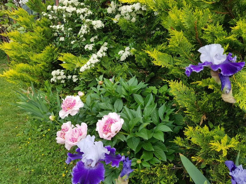  - 2020 Mai _Idilic Garden