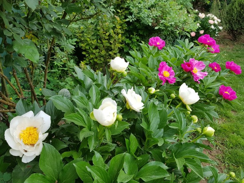  - 2020 Mai _Idilic Garden