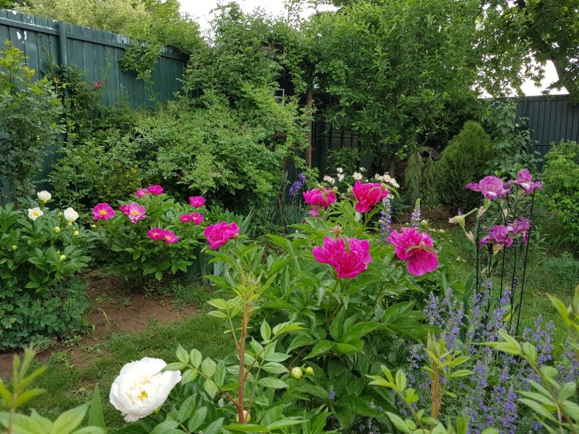  - 2020 Mai _Idilic Garden