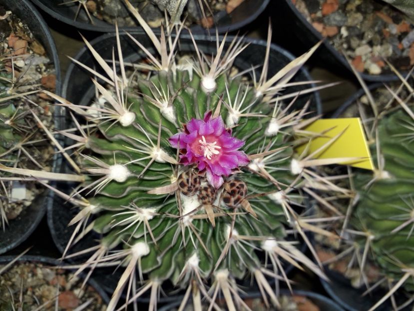 Echinofossulocactus sp - Cactusi înfloriti 2020