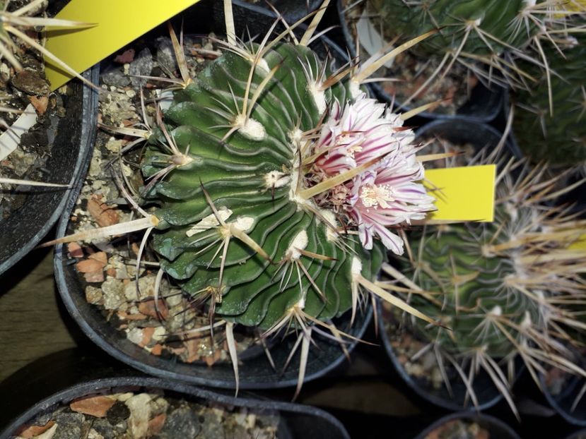 Echinofossulocactus sp - Cactusi înfloriti 2020