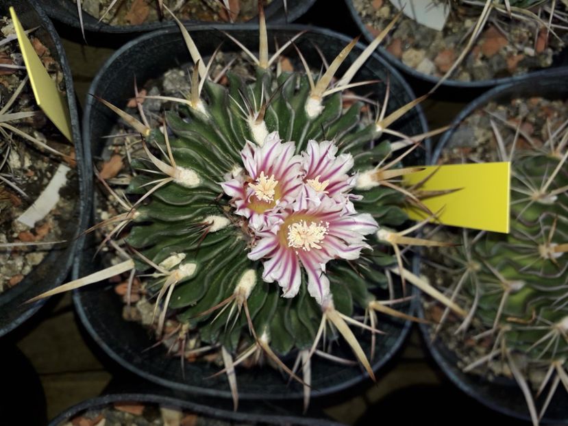 Echinofossulocactus sp - Cactusi înfloriti 2020