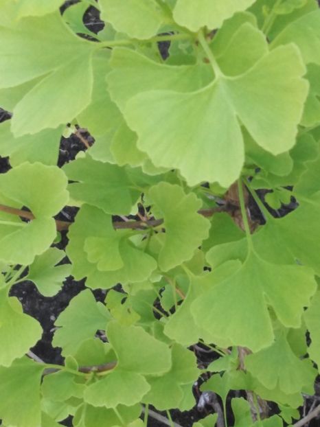 gingko biloba - ProVegan