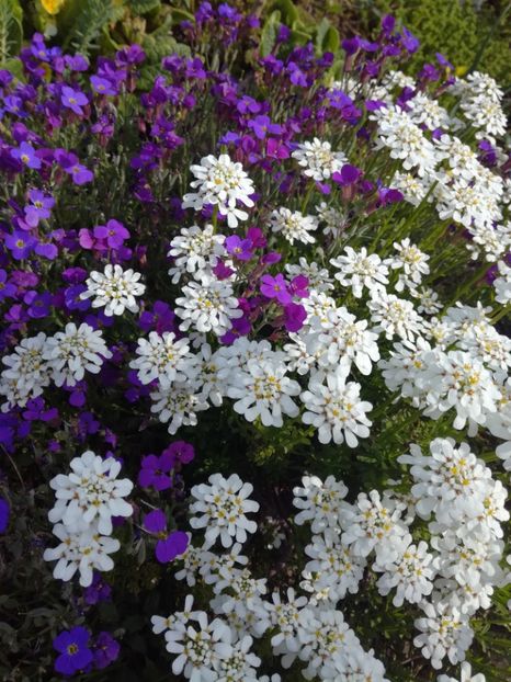 Iberis si aubrieta mov inchis - Flori taratoare perene