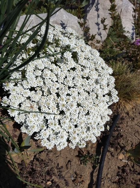 Iberis sempervirens - Flori taratoare perene