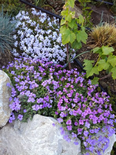 Aubrieta si phlox - Flori taratoare perene