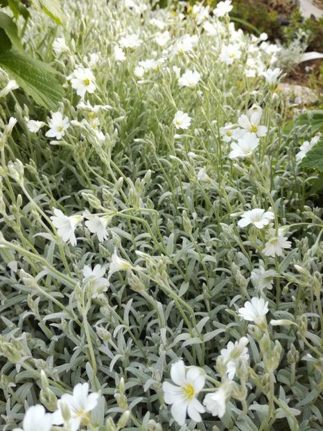 Cerastium - Flori taratoare perene