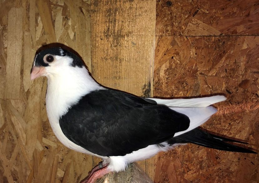 8576  mascul  2020_1 - tineret 2020