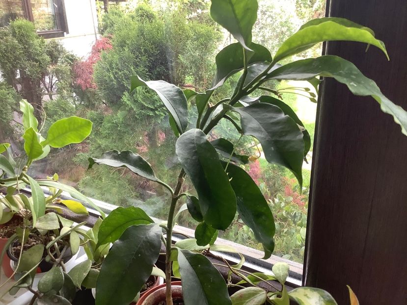  - Multiflora